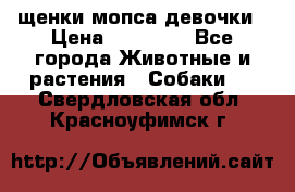 щенки мопса девочки › Цена ­ 25 000 - Все города Животные и растения » Собаки   . Свердловская обл.,Красноуфимск г.